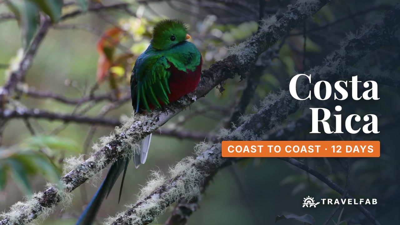 A resplendent quetzal on a mossy branch in the Costa Rica cloud forest