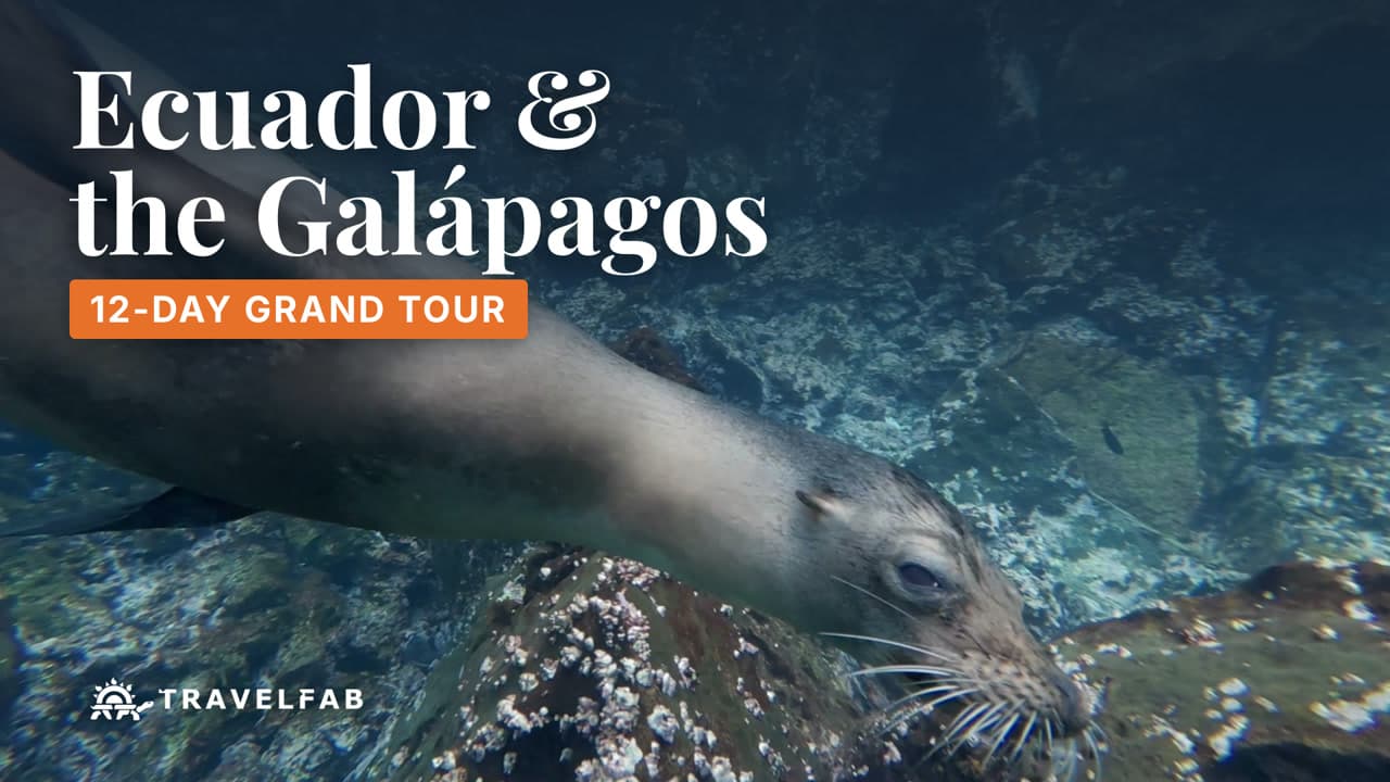 A Galápagos sea lion swimming underwater past the rocks