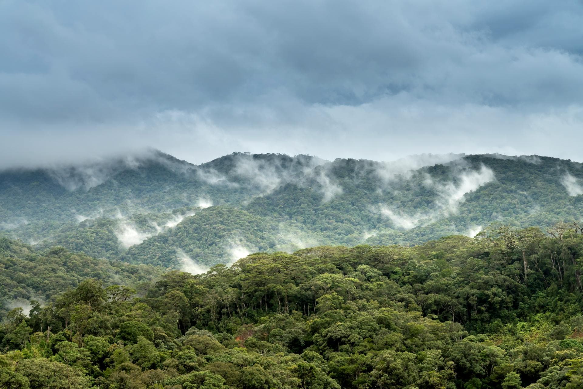 Misty cloud forest canopy in the Chiriqui Highlands, Panama