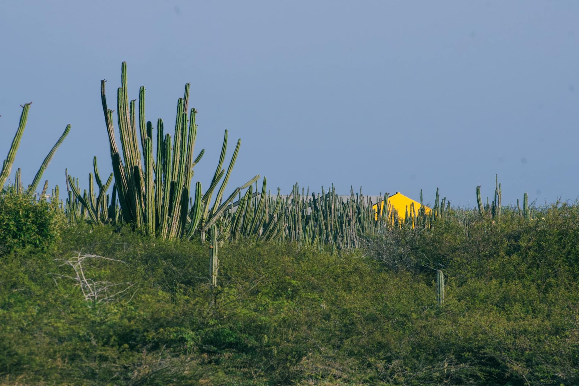 Tall cacti and arid scrub with a lone yellow house in the rugged interior of Aruba, near Arikok National Park