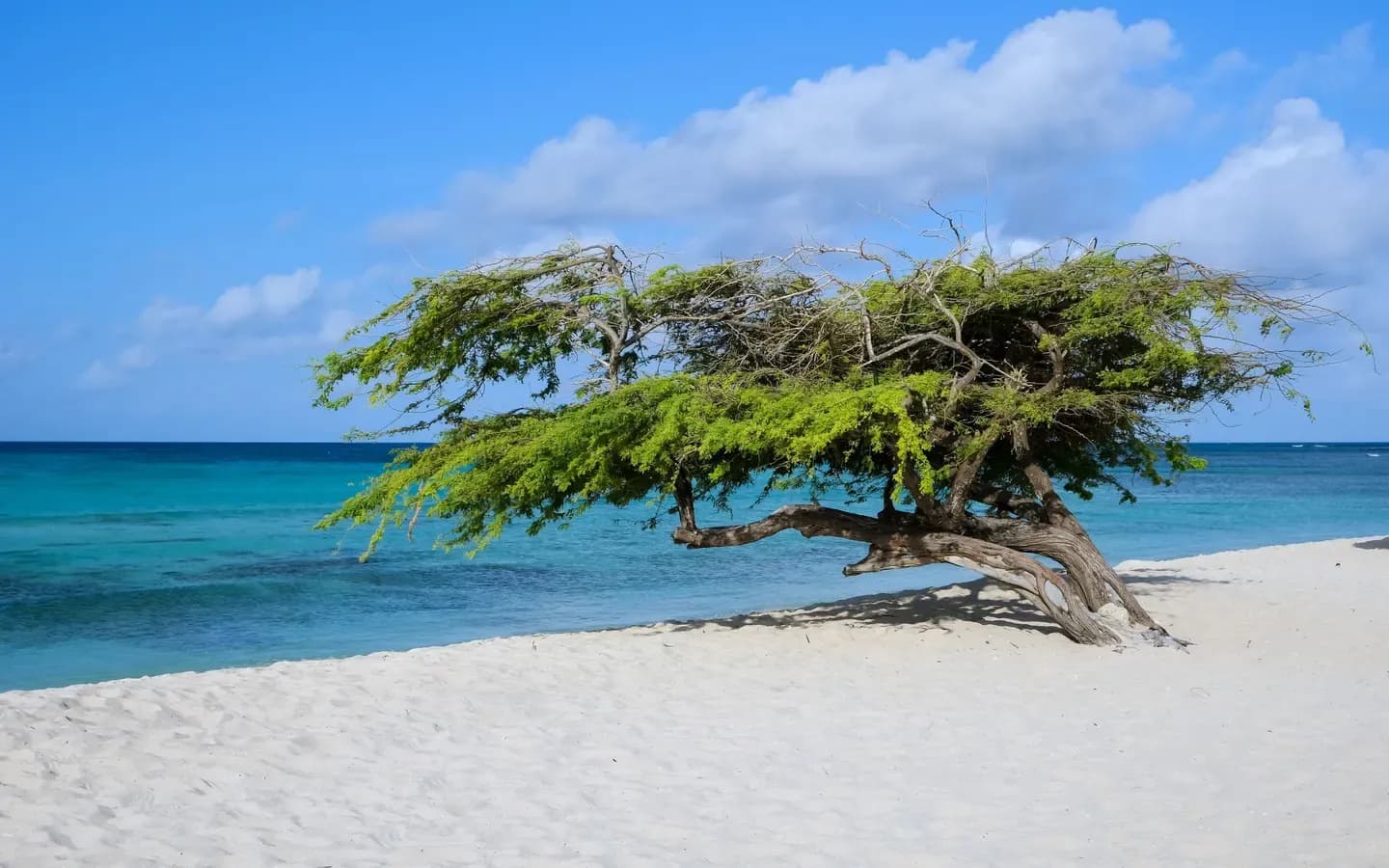 A divi-divi tree leaning over white sand and turquoise Caribbean water on a beach in Aruba