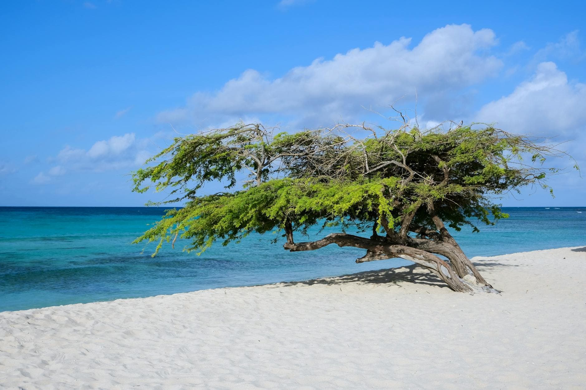 A wind-sculpted divi-divi tree leaning over white sand beside turquoise Caribbean water on a beach in Aruba