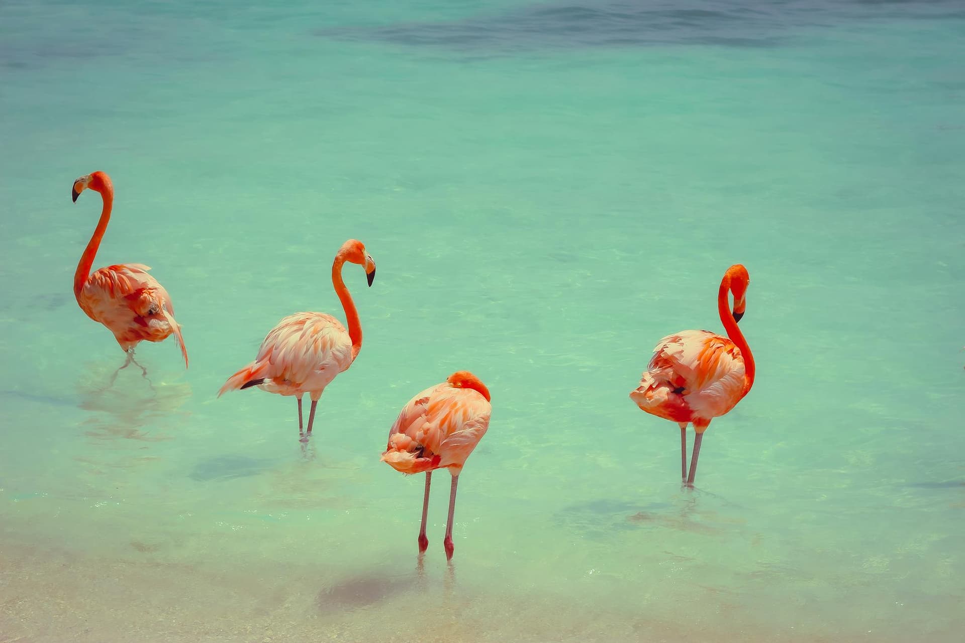 Pink flamingos wading in shallow turquoise water beside a white-sand beach, Aruba