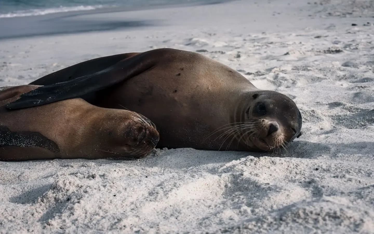 A Galapagos sea lion resting on a white-sand beach with turquoise water behind