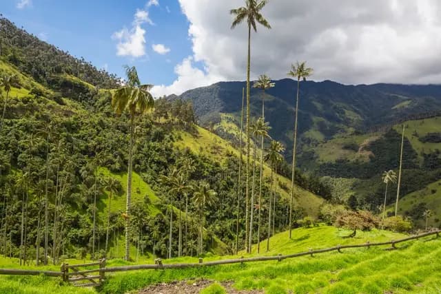 Wax palms rising above the green hills of the Cocora Valley, Colombia
