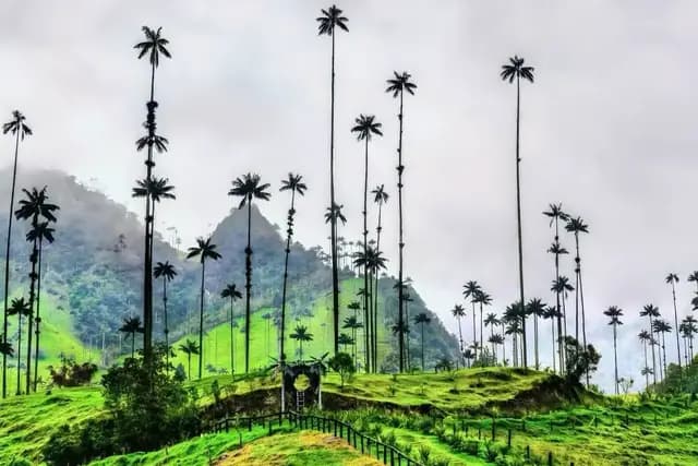 Tall, slender wax palm trees stand silhouetted against a cloudy sky on lush green hillsides.