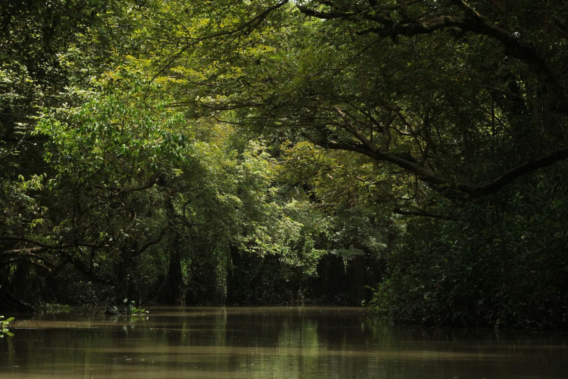 A still jungle waterway winding beneath a dense lowland rainforest canopy — the canal landscape of Costa Rica’s Caribbean lowlands