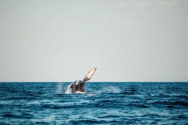 Humpback whale breaching off the Pacific coast of Costa Rica