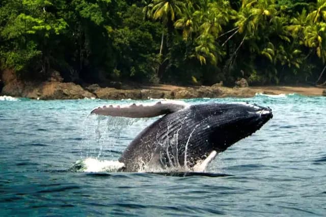 Humpback whale breaching off Costa Rica's South Pacific coast