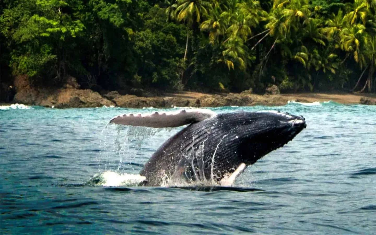 Humpback whale breaching off Costa Rica's South Pacific coast