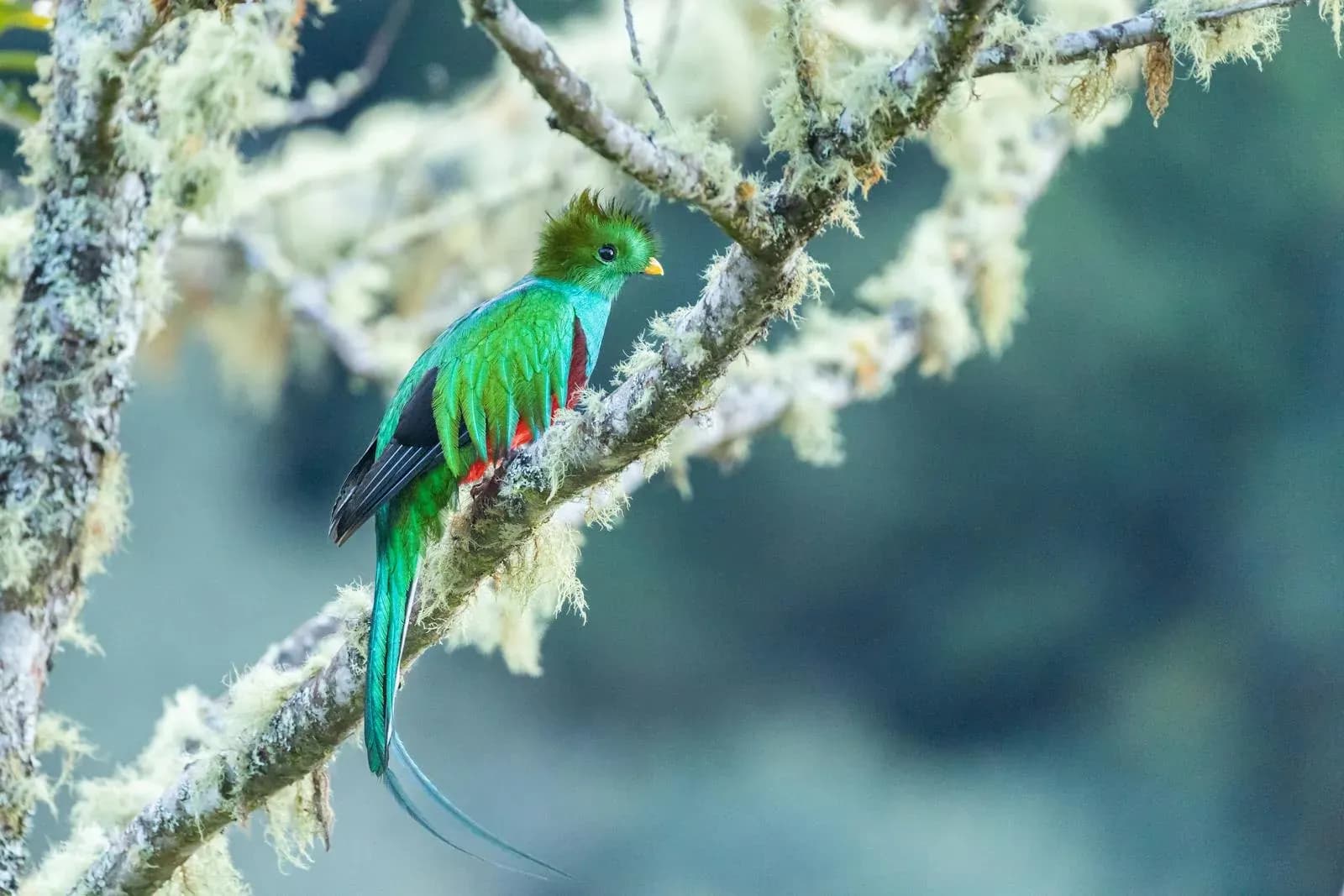 A male resplendent quetzal with iridescent green plumage and a crimson breast perched on a moss-covered branch in the cloud forest of San Gerardo de Dota, Costa Rica