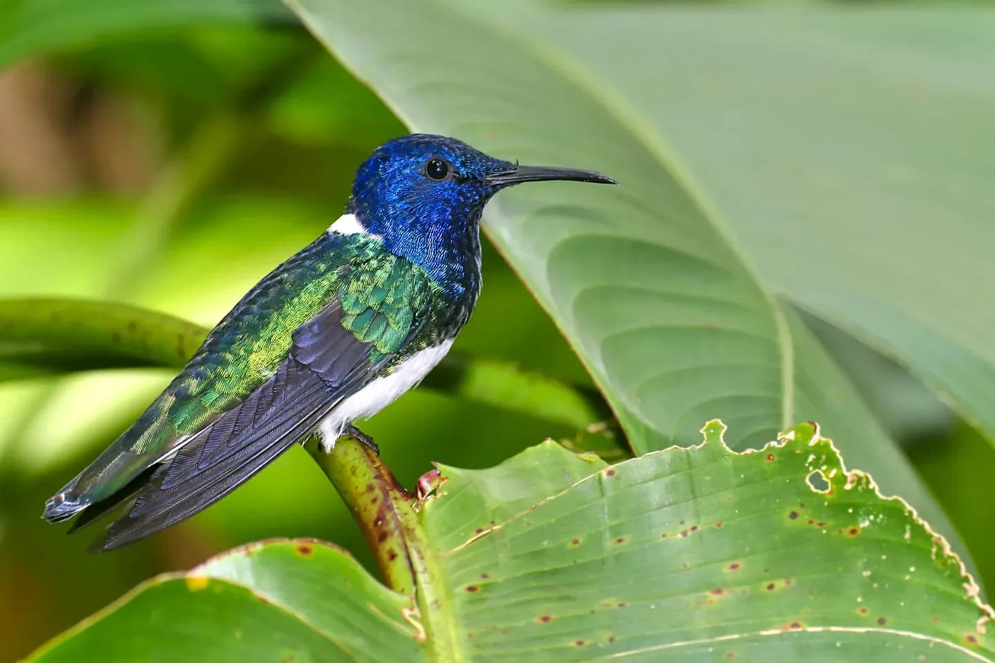 A hummingbird perched on a leaf in the Maquipucuna cloud forest, north-west of Quito, Ecuador