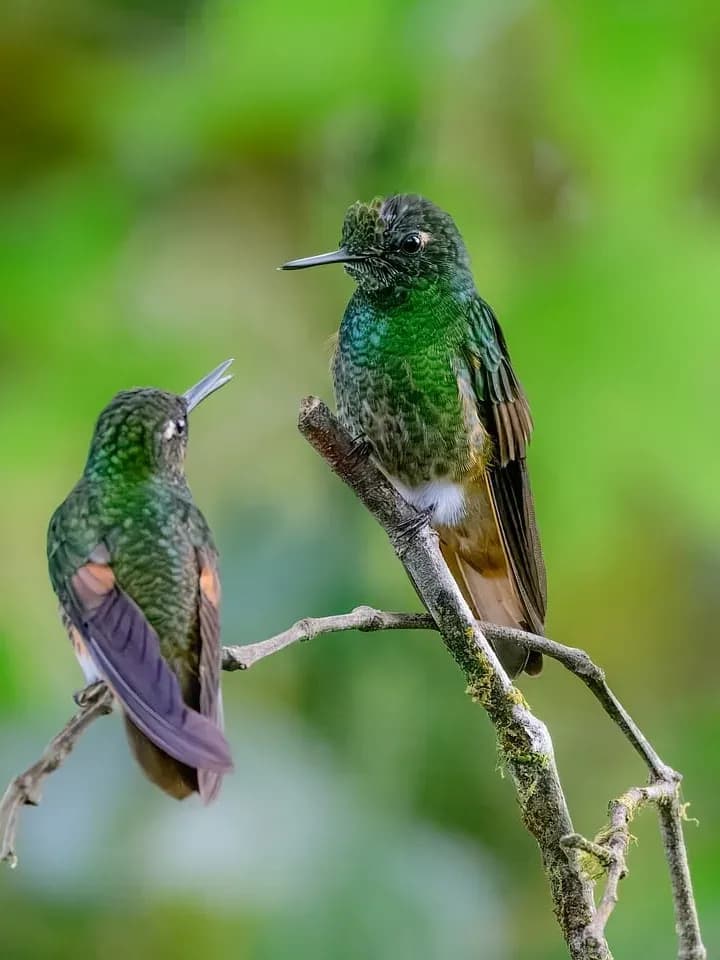 Two hummingbirds perched on a mossy branch in the Mindo cloud forest, Ecuador