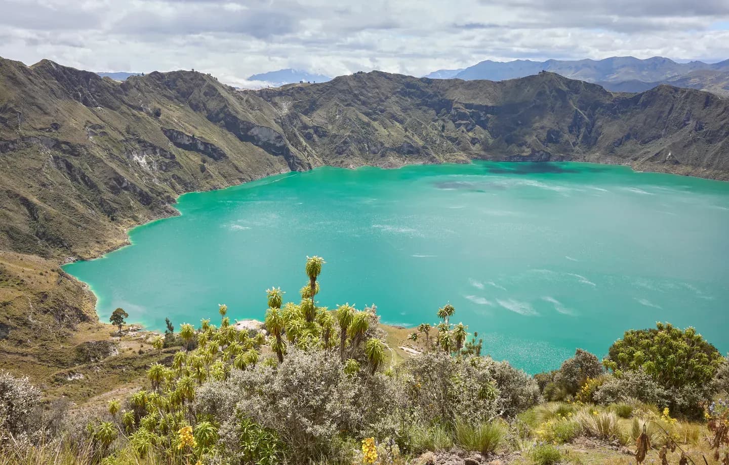 The turquoise Quilotoa crater lake inside its volcano, with páramo plants in the foreground, Ecuador