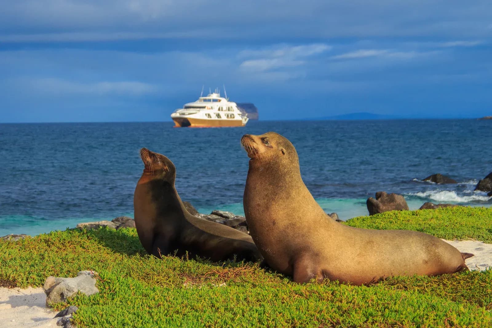 Galápagos sea lions ashore with the Elite catamaran anchored beyond