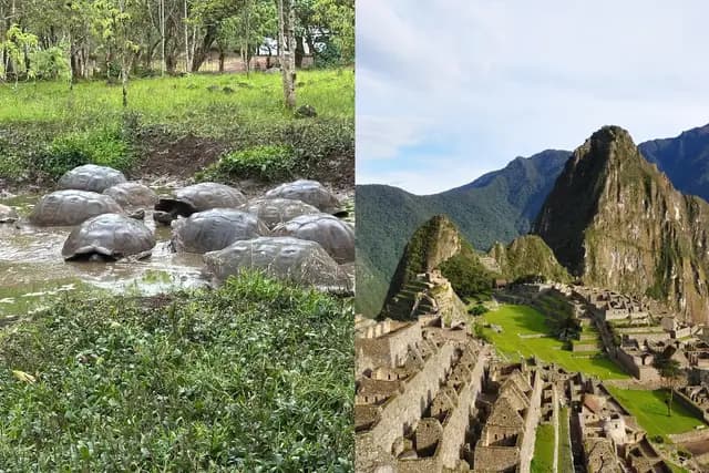 Giant tortoises wallowing in a highland pond in the Galápagos, beside the Machu Picchu citadel in Peru