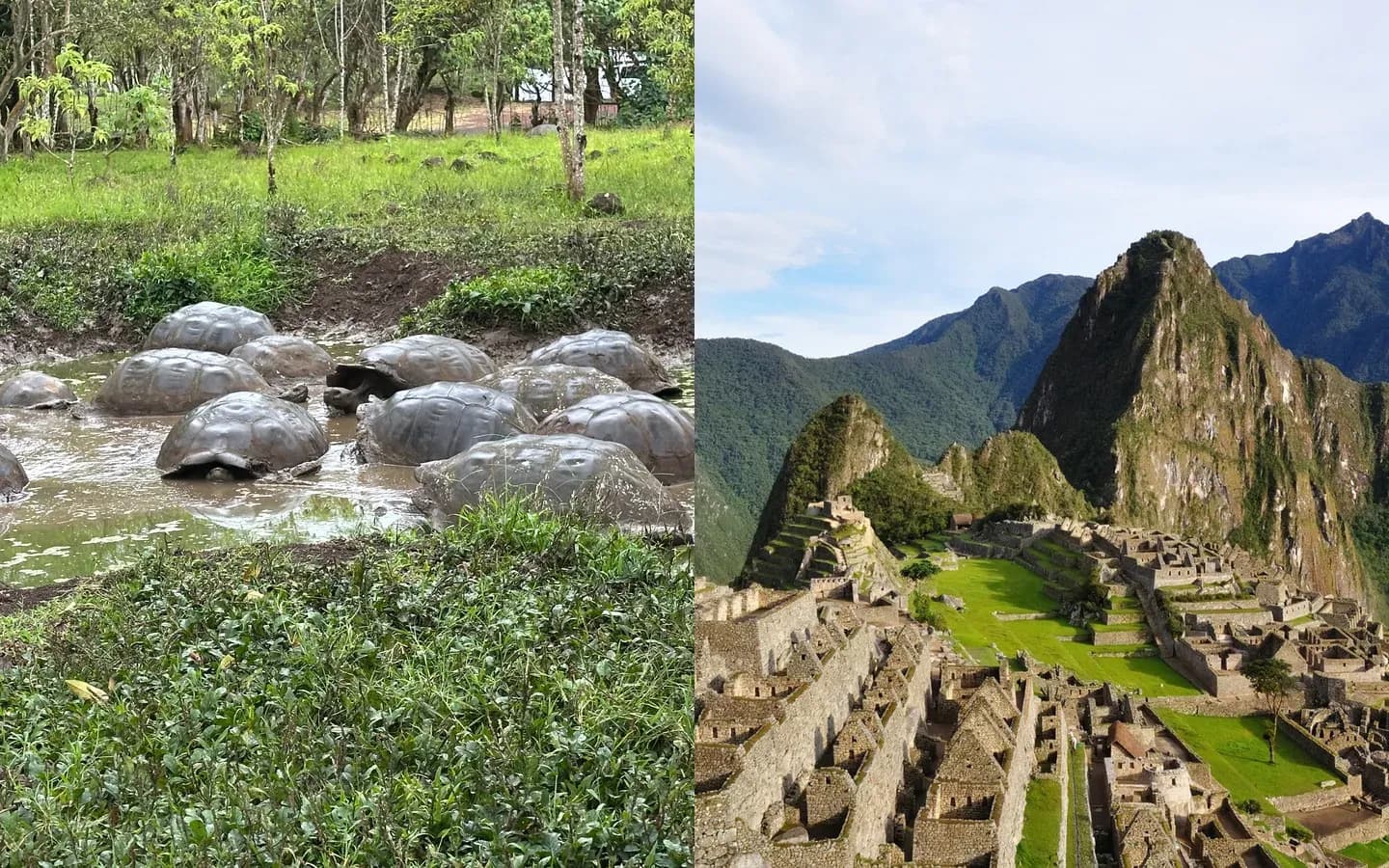 Giant tortoises wallowing in a highland pond in the Galápagos, beside the Machu Picchu citadel in Peru