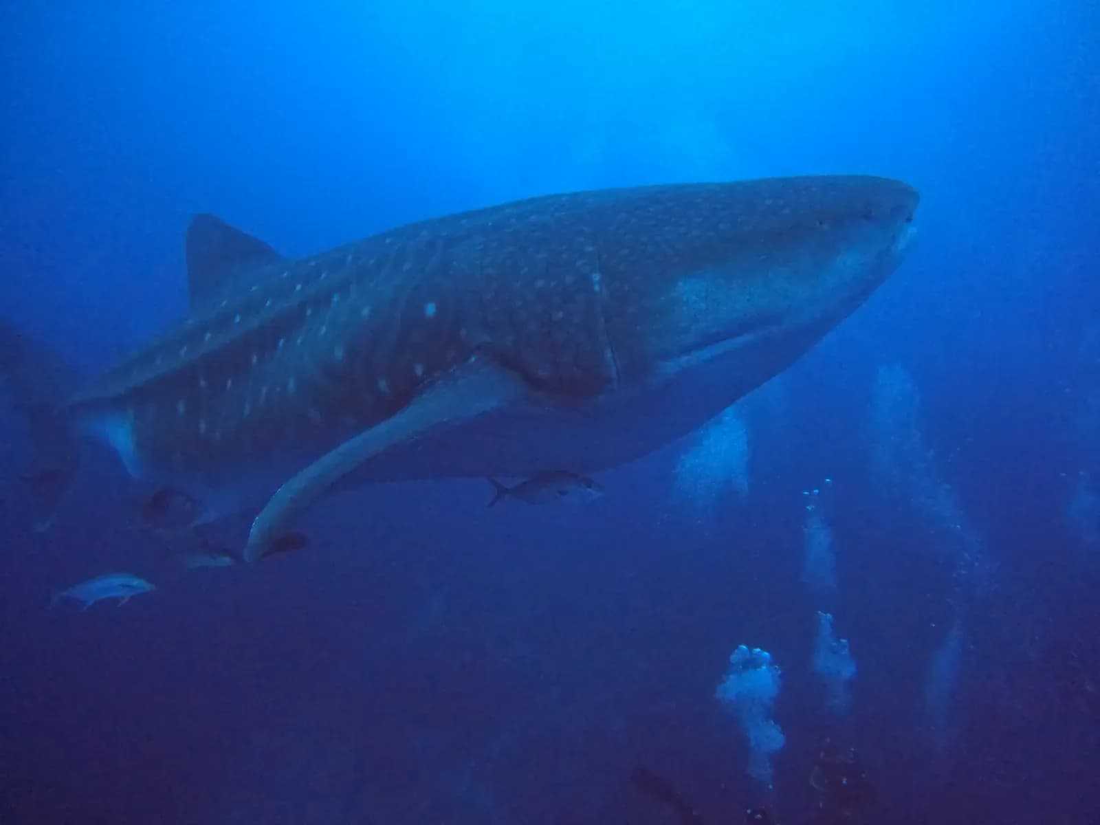 Whale shark swimming close to the camera on a Galaxy Diver II dive, Galápagos