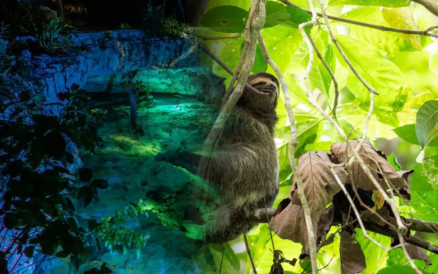 Split image comparing Mexico and Costa Rica: a turquoise Yucatán cenote on the left and a three-toed sloth in lush Costa Rican rainforest on the right
