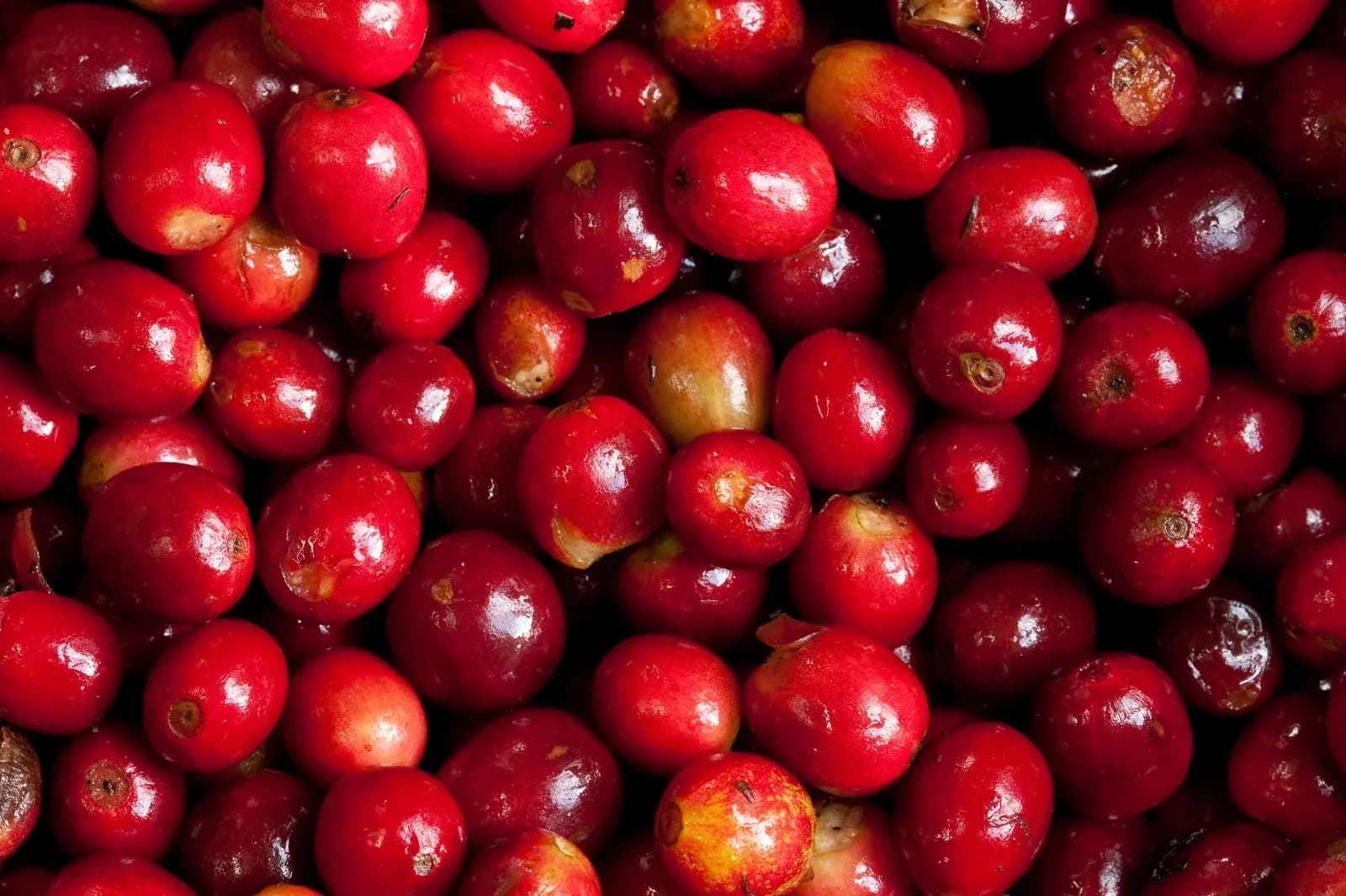 Freshly picked red coffee cherries at Finca Lérida, Boquete, Chiriquí, Panama