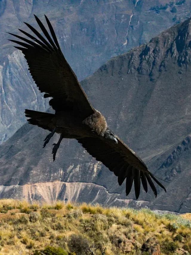 An Andean condor soaring over the terraced walls of the Colca Canyon, Peru