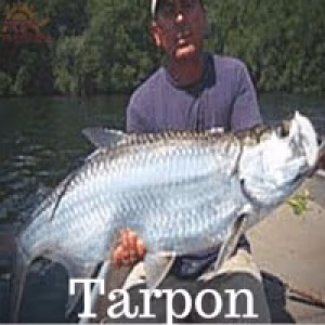 tarpon tarpon